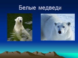 Белые медведи, слайд 1