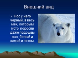 Белые медведи, слайд 4