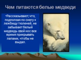 Белые медведи, слайд 7