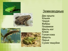 Урок окружающего мира в 3 классе «Размножение животных разных групп - Развитие птиц», слайд 5