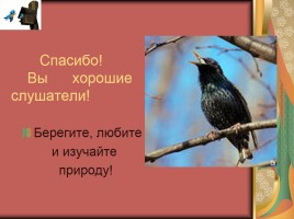 Международный День птиц, слайд 23