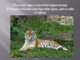Амурский тигр - Amur tiger (на английском языке), слайд 2