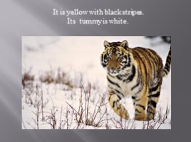 Амурский тигр - Amur tiger (на английском языке), слайд 3