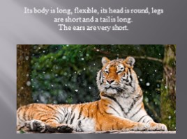 Амурский тигр - Amur tiger (на английском языке), слайд 4