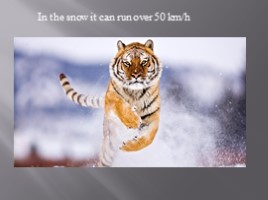 Амурский тигр - Amur tiger (на английском языке), слайд 5