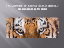 Амурский тигр - Amur tiger (на английском языке), слайд 6