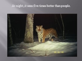 Амурский тигр - Amur tiger (на английском языке), слайд 7