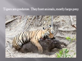 Амурский тигр - Amur tiger (на английском языке), слайд 8