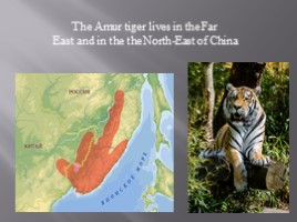 Амурский тигр - Amur tiger (на английском языке), слайд 9