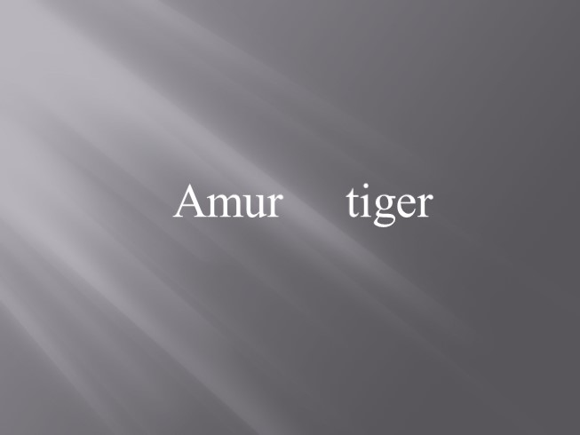 Амурский тигр - Amur tiger (на английском языке)