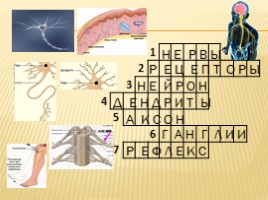 Кроссворд «Нервная система», слайд 4