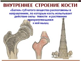 Опорно-двигательная система - Состав, строение и рост костей, слайд 18