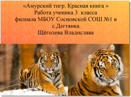 Амурский тигр - Красная книга, слайд 1