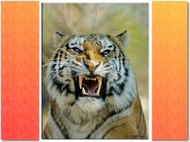 Амурский тигр - Красная книга, слайд 13