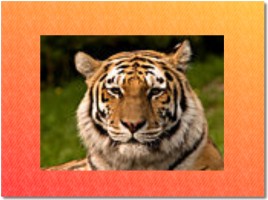 Амурский тигр - Красная книга, слайд 8