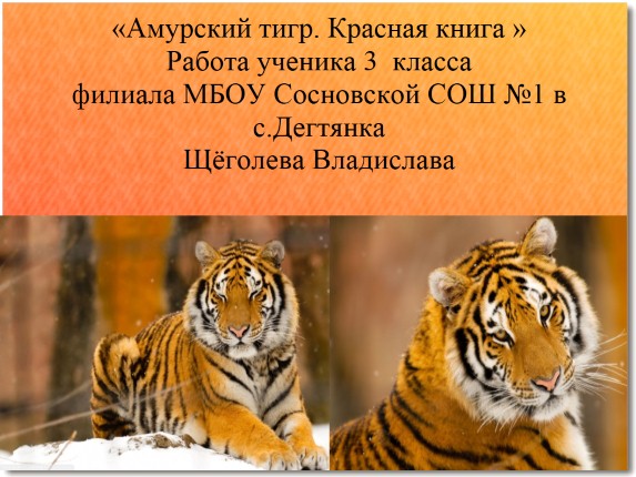 Амурский тигр - Красная книга