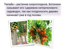Культурные растения других стран или Экзотические фрукты Тайланда, слайд 20