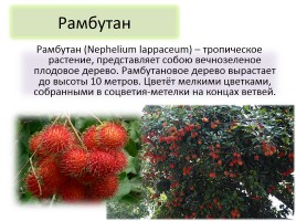 Культурные растения других стран или Экзотические фрукты Тайланда, слайд 6