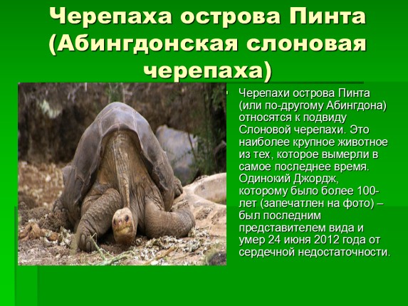 Черты приспособленности слоновых черепах