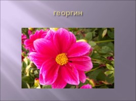 Для учителя ИЗО 1 класс «Сказочные цветы», слайд 19