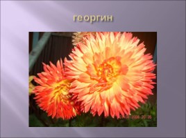 Для учителя ИЗО 1 класс «Сказочные цветы», слайд 4