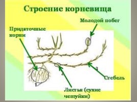 Видоизменения подземных побегов, слайд 11