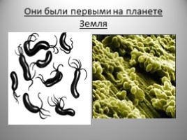 Дыхание растений, бактерий и грибов, слайд 14