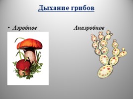 Дыхание растений, бактерий и грибов, слайд 16