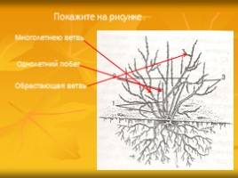 Урок по технологии 7 класс «Сведения о плодовых деревьях», слайд 7