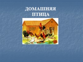 Урок по технологии 6 класс «Домашняя птица»