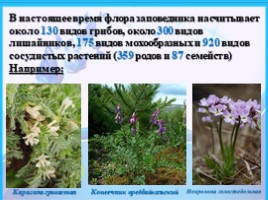 Байкало-Ленский государственный природный заповедник, слайд 5