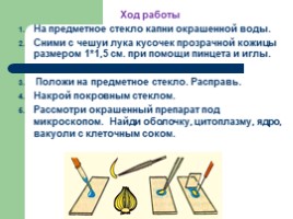 Открытый урок в 5 классе на тему «Приготовление микропрепарата кожицы чешуи лука», слайд 10