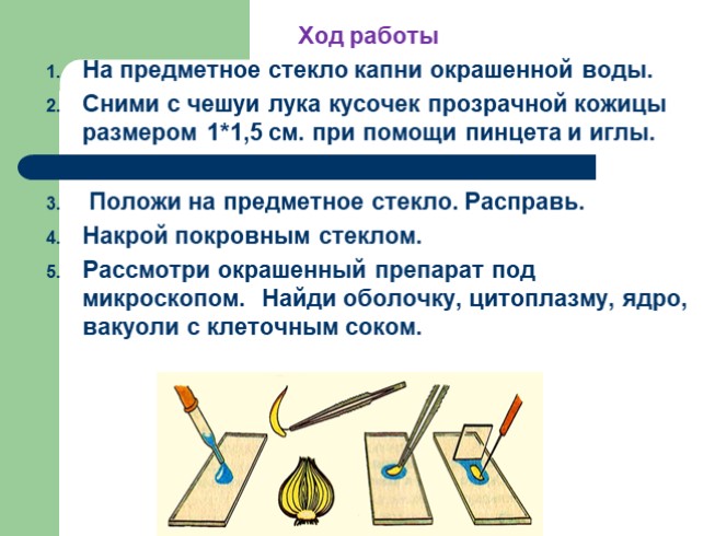 Лабораторная работа по биологии 5 класс лук. Приготовления микропрепарата чешуи лука. Микропрепарата кожицы чешуи лука. Приготовление препарата кожицы чешуи лука. Правила приготовления микропрепарата кожицы лука.