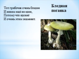 Окружающий мир 2 класс «Опасности в лесу и на воде», слайд 5