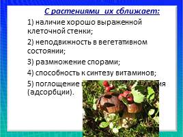 Организмы царства грибов и лишайников, слайд 13