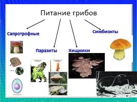 Организмы царства грибов и лишайников, слайд 18