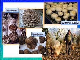 Организмы царства грибов и лишайников, слайд 20