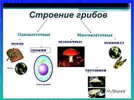 Организмы царства грибов и лишайников, слайд 22