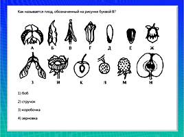 Организмы царства грибов и лишайников, слайд 8
