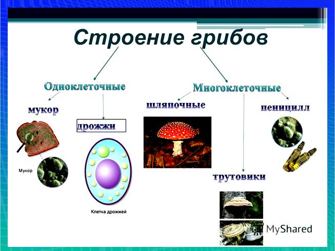 Группы многоклеточных грибов. Одноклеточные и многоклеточные царство грибы. Одноклеточные и многоклеточные организмы царство грибы. Организмы царства грибов. Одноклеточные организмы грибы.