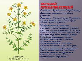 Лекарственные растения деревни Луговое, слайд 14