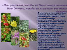 Лекарственные растения деревни Луговое, слайд 2