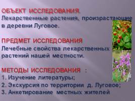 Лекарственные растения деревни Луговое, слайд 4