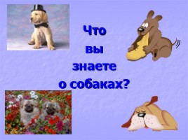 План наша жучка