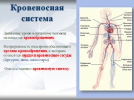 Кровеносная система, слайд 11