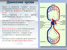 Кровеносная система, слайд 5