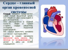 Кровеносная система, слайд 6