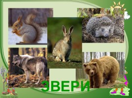 Разнообразие мира животных, слайд 6