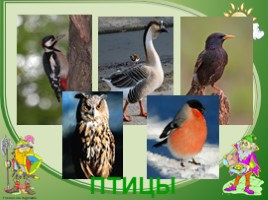 Разнообразие мира животных, слайд 9