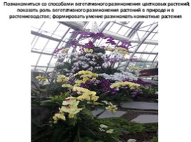 Вегетативное размножение цветковых растений - Часть 1, слайд 3